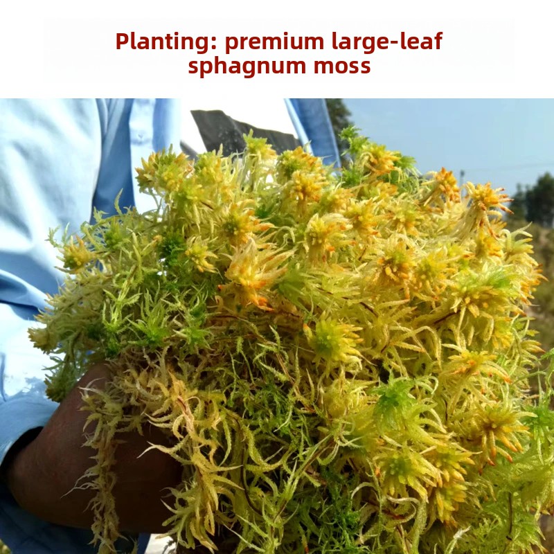 Preserved Moss Sheet - طحلب السفاغنوم المجفف من الدرجة الأولى،